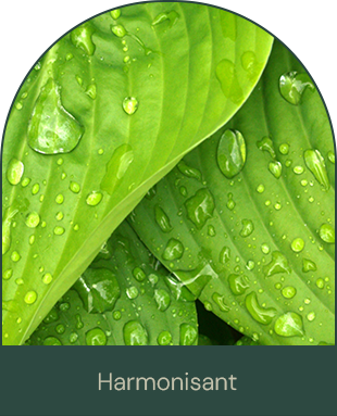 Acupuncture Soins Harmonisant