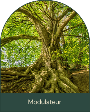 Acupuncture Soins Modulateur